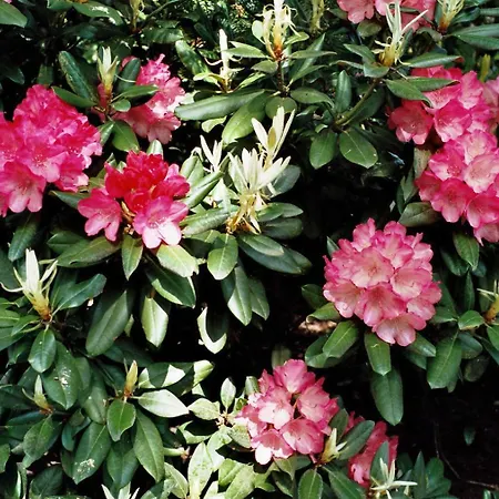 Appartementhaus Dr Domberg 3 Bad Zwischenahn